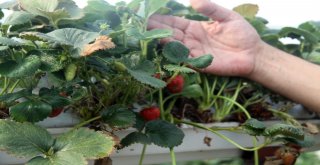 (Özel)Turizm Sektörünü Bıraktı, Memleketinde Toprak Kullanmadan Çilek Yetiştiriyor