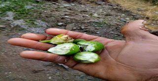 İncir Üreticisini Yaz Yağmurları Vurdu