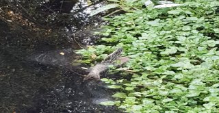 Beylerderesinde Kimyasal Atık İddiası