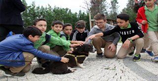 İbb, Bahçemde Sevgi Projesiyle Çocuklara Sokak Hayvanları Bakımı Eğitimi Veriyor