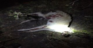 (Özel Haber) Tavuğa Saldıran Köpeği Pompalıyla Vurdu