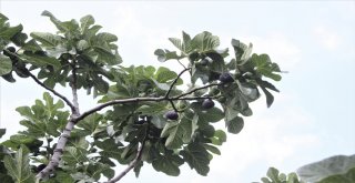 Dünyaca Ünlü Meyveye İhracat Yasağı