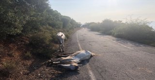 (Özel) Büyükadada Yaralı Halde Can Çekişen At Yürekleri Sızlattı