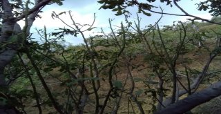 İncir Üreticisini Yaz Yağmurları Vurdu