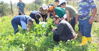 (Özel Haber) Sevgi Evlerinde Kalan Engelli Çocukların Hasat Vakti