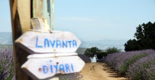 Türkiyenin Doğal Fotoğraf Stüdyosu Lavanta Tarlalarında Düğün Turizmi