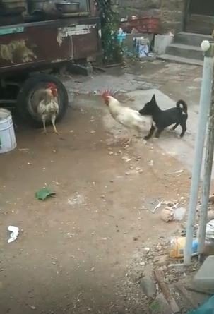 Kavga Eden Horozları Ayırmaya Çalışan Yavru Köpeğin Çabası Güldürdü