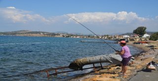 Foçada Deniz Temizliği Devam Ediyor