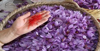 Kilosu 30 Bin Tl Olan Safranda Hasat Başladı