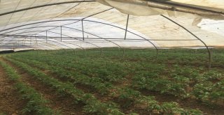 Çiftçilerin Ürünlerini Büyükşehir Kontrol Ediyor