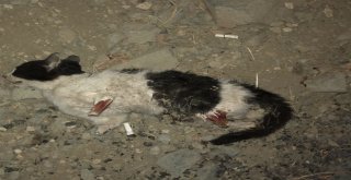 Vicdansızlar Kedinin Dört Bacağını Da Kesti