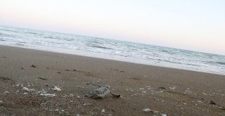 (Özel) Dünyanın Gözü Mersin Sahillerinde