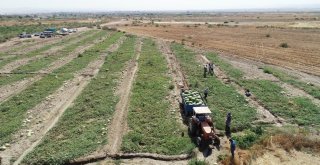 Onlarca Kiloluk Karpuzlar Görücüye Çıktı