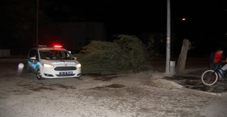 Erzincanda Etkili Olan Şiddetli Rüzgar Ağaçları Yerinden Söktü