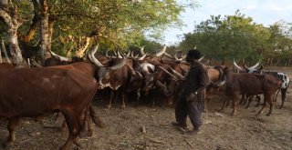 Zanzibarda Kurbanlıklar Kesime Hazır