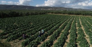 (Özel Haber) İznikin Kabakları Almanyaya İhraç Ediliyor