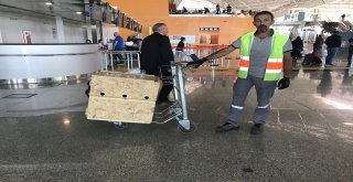 Tedavileri Tamamlanan Yavru Ayılar Uçakla Bursaya Gönderildi