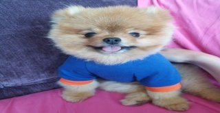 İnternetten 10 Aylık Diye Aldığı Köpek 4 Yaşında Ve Kalp Hastası Çıktı