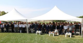 Yerli Ve Milli Çeltik Tohumları Görücüye Çıktı