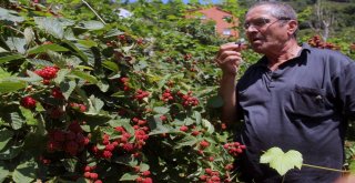 Giresunlu Çiftçi, Yenilikçi Çalışmalarıyla Örnek Oldu