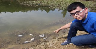 Kütahyada Esrarengiz Balık Ölümleri