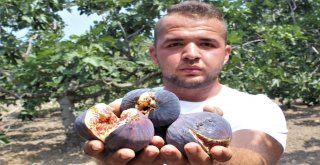 Dünyaca Ünlü Meyveye İhracat Yasağı