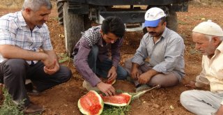 Gercüşte Karpuz Hasadı Başladı