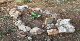 Burdurda Sokak Kedilerinin Zehirlendiği İddiası