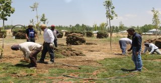 Mesire Alanında Çimlendirme Çalışması