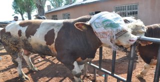 Kars Hayvan Pazarında Kurban Bayramı Hareketliliği