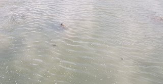 Kaplumbağalar İlçe Deprem Paniğine Yol Açtı