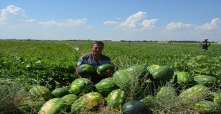 Iğdırda Örtü Altı Karpuz Hasadı Başladı