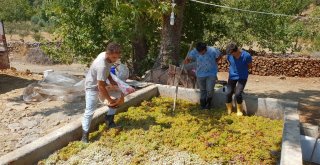Hassada Pekmez Sezonu Başladı