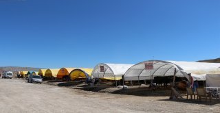 Çankırıda Kurbanlıklar Görücüye Çıktı