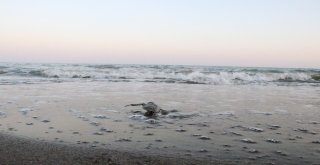 (Özel) Dünyanın Gözü Mersin Sahillerinde