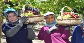 Manisada Üzüm Hasadı Başladı