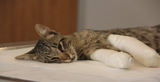 İsmi Kadar Şanslı Olamadı