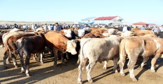 1 Tonluk Kurban Alıcısını Bekliyor