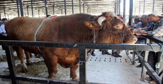 Bir Ton 600 Kiloluk Kurbanlık İlgi Görüyor