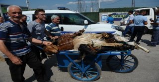 Kurban Pazarında Hareketlilik Devam Ediyor