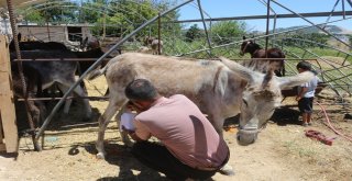 (Özel) Eşek Sütü Hem Şifa Hem De Kazanç Sağladı