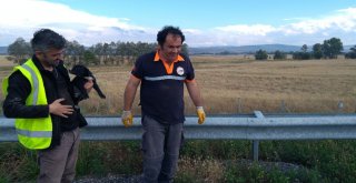 Beton Bariyerlere Sıkışan Yavru Köpekleri Afad Kurtardı