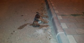 Osmaniyede Köpek Katliamı