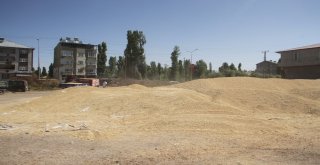 Malazgirtte Buğday Satışları Başladı