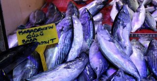 Balık, Karadenizden Ege Ve Akdenize Göç Ediyor