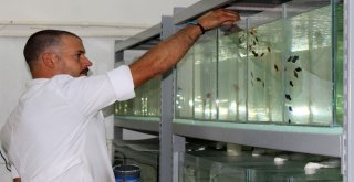 (Özel) Vanda ‘Akvaryum Müzesi Kuruldu