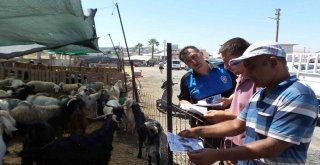 Dalamanda Polislerden Kurban Satıcılarına Dolandırıcılık Ve Sahte Para Uyarısı