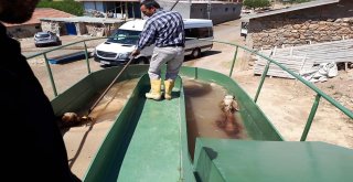 Yeşilyurtta Mobil Koyun Yıkama Ve İlaçlama