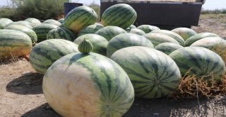 Onlarca Kiloluk Karpuzlar Görücüye Çıktı