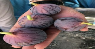 (Özel) Bitlis Ekonomisine İncir Ve Nar Desteği